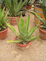 Agave Kerchovei (var Kerchovei) (fam Agavacees) (Mexique) (01) (Photo F. Mrugala)